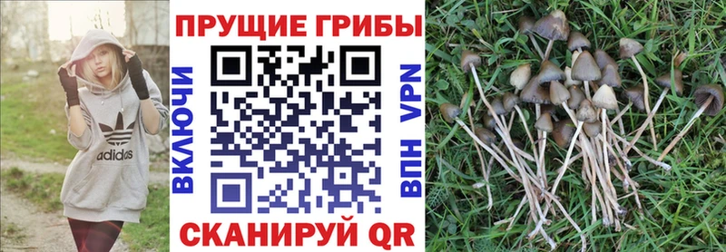 Купить закладки  Алексеевка  Галлюциногенные грибы мухоморы 